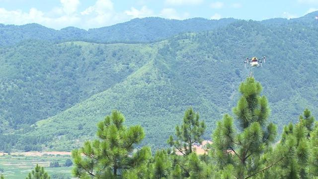 宁远：植保无人机喷药防治松褐天牛