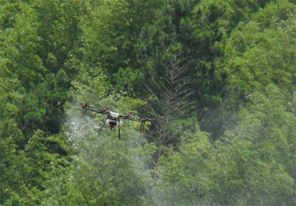 靖州采用无人机作业 防治竹蝗2万亩
